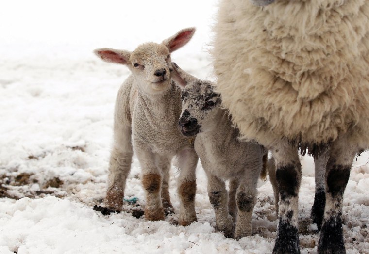 Lambs are pictured on snow covered fields in the hills of Domore, Northern Ireland, on March 26. A Royal Air Force (RAF) helicopter was deployed in Northern Ireland in a bid to reach remote farms where estimates suggest up to 10,000 animals have been buried beneath snowdrifts 20 feet (six metres) high. Thousands of cattle and sheep are already feared to have died in the cold at the height of the lambing season. The bad weather has claimed at least two lives on the British mainland.