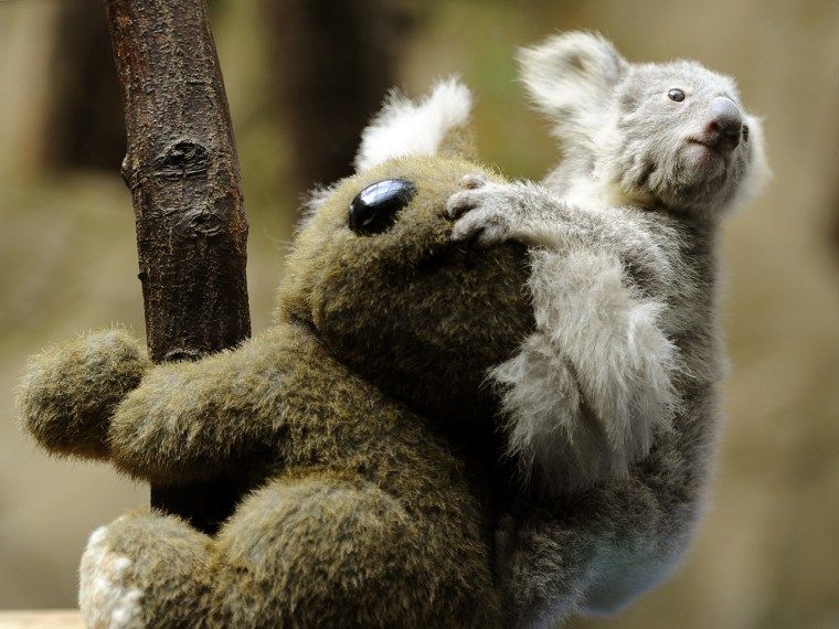 A young koala sits on the back of a toy koala while being weighed in the zoo in Duisburg, Germany, on March 27, 2013. The young animal is one of two b...
