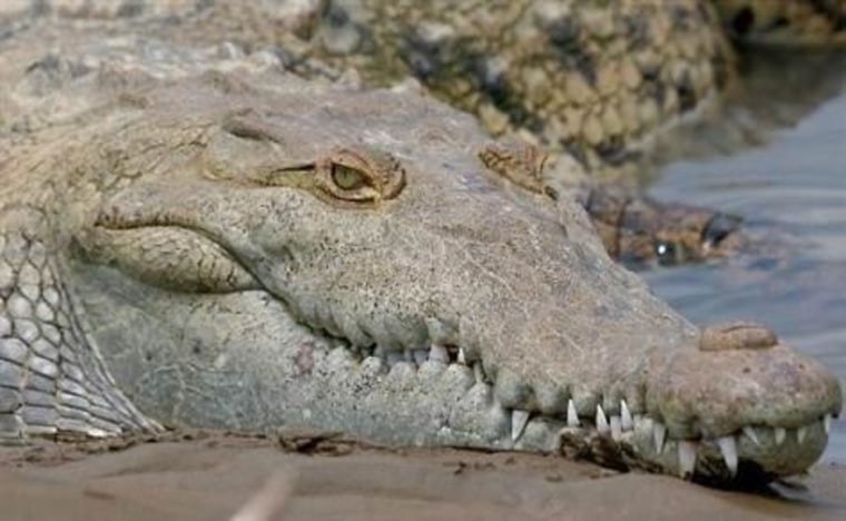 Scientists want to know how the lineage of modern crocodiles and alligators survived the massive extinction between the Triassic and Jurassic eras.