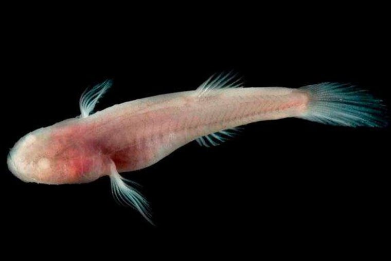 The cavefish Typhlichthys subterraneus is both blind and hard of hearing.