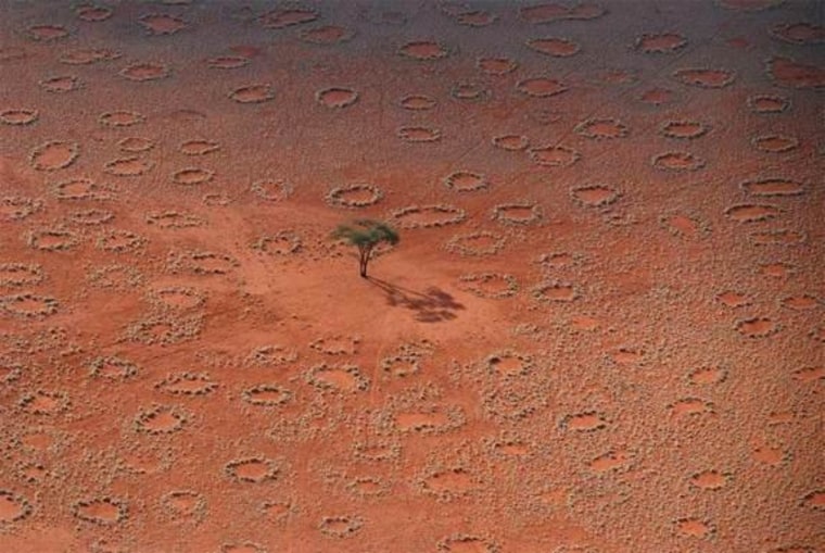 Numerous tracks of Oryx antelopes crossing fairy circles in an interdune pan, shown in this aerial view of Namibrand, Namibia.