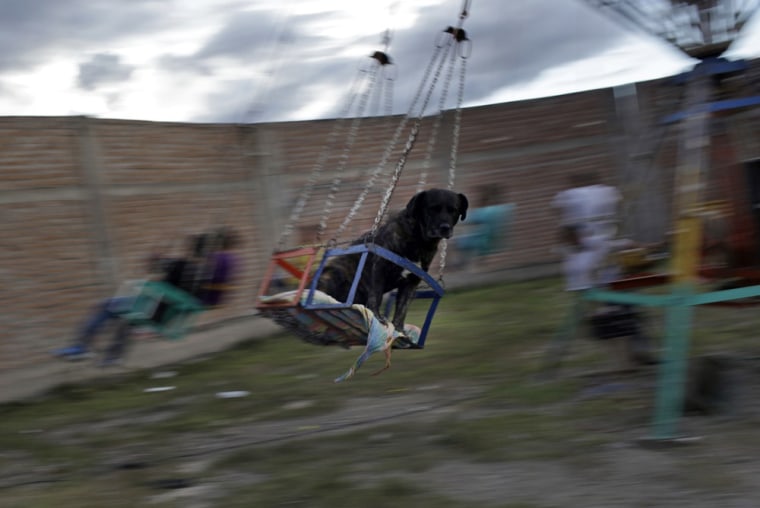 A dog rides a carousel during the Canaan fair.