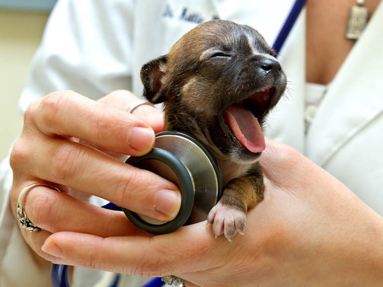 Smallest and cutest puppy in store the world