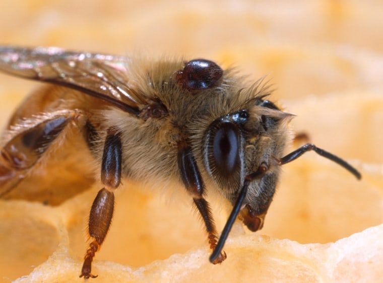 A worker bee carries a Varroa mite, visible in this close-up view.