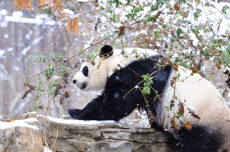 Giant panda Mei Xiang looks over a stone wall in her enclosure at the Smithsonian's National Zoo in this handout provided by the Smithsonian National Zoo during a spring snow in Washington, D.C. March 25, 2013.