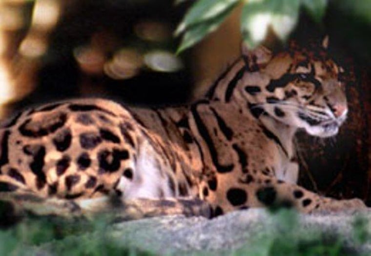 A Formosan cloud leopard, now extinct in Taiwan.