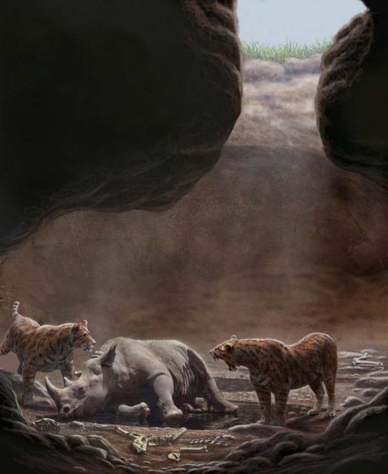 Two sabertooth cats circle a rhinoceros carcass in an underground cave.