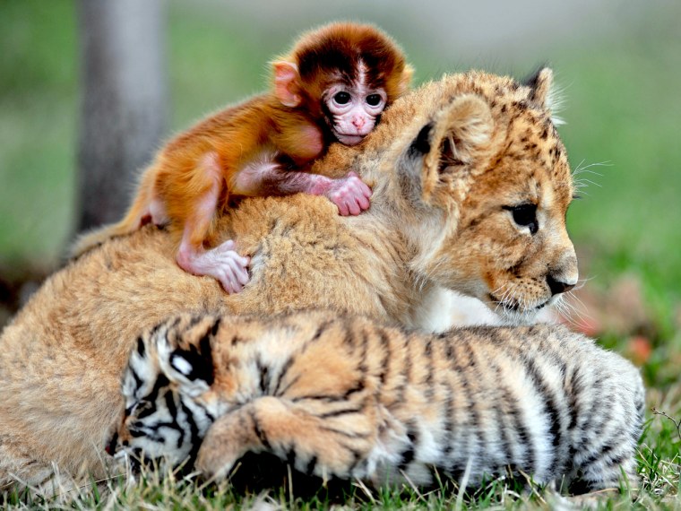 Image: SHENYANG, May 1, 2013  A triplet of baby monkey, tiger and lion cuddle at the ''animial kindergarten'' of a zoo in Shenyang, capital of northeast Chin...