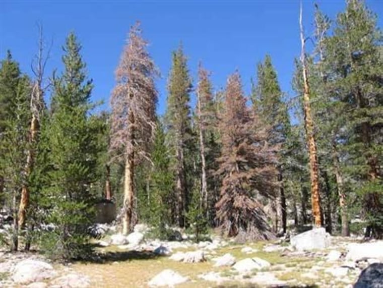 Increasing death rates have been occurring mostly in small trees in the Sierra Nevada, but some larger trees have also died over the past two decades, such as the lodgepole pines in this photo.