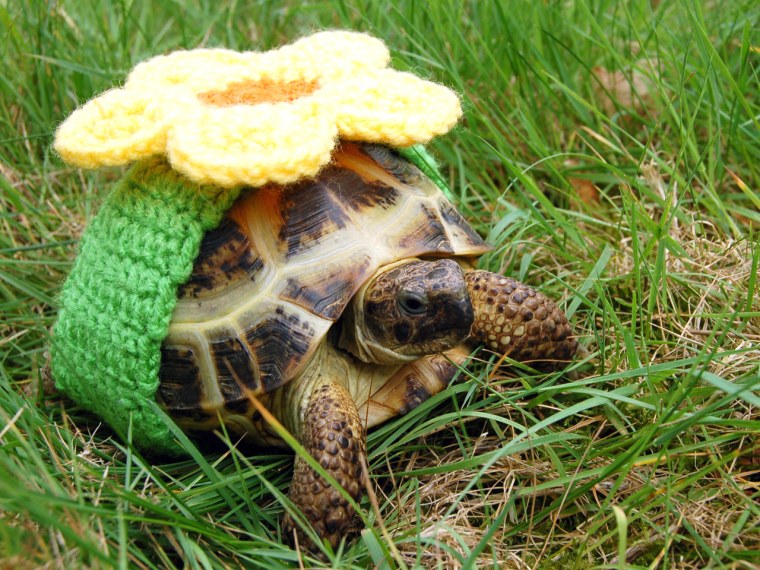 PIC FROM KATIE BRADLEY / CATERS NEWS - (PICTURED: Decorative knitted cosy) - Now thats what you call a shell suit! These are the hilarious knitted cos...