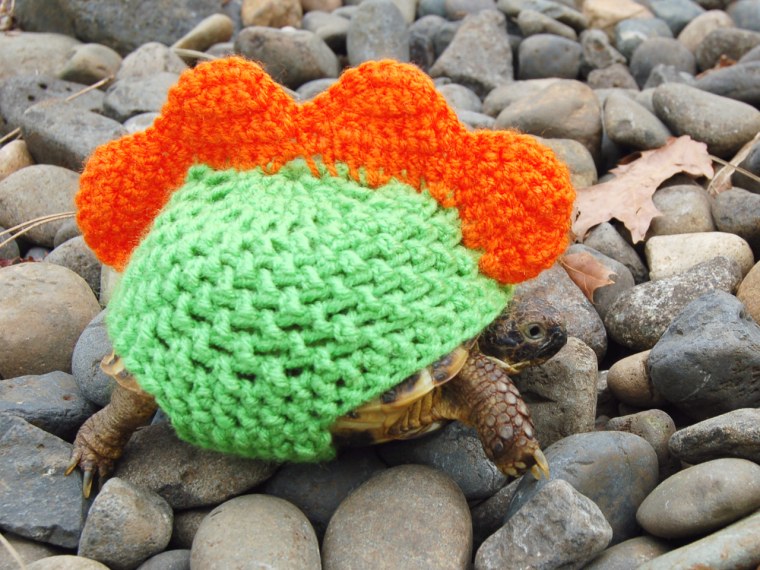 Oh my! Check out these tortoises wearing sweaters