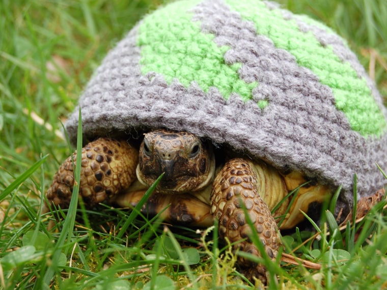 PIC FROM KATIE BRADLEY / CATERS NEWS - (PICTURED: Patterned cosy) - Now thats what you call a shell suit! These are the hilarious knitted cosies - des...