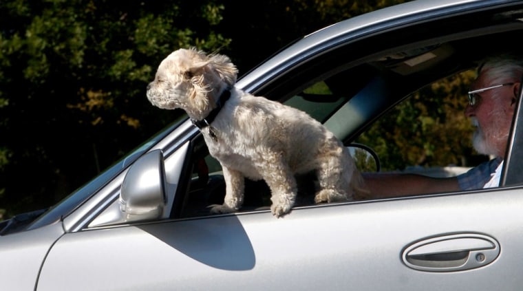 A small dog gets a face full of fresh air while riding in a car in Great Falls, Mont., on Wednesday, Sept. 12, 2007. (AP Photo/Great Falls Tribune, R...