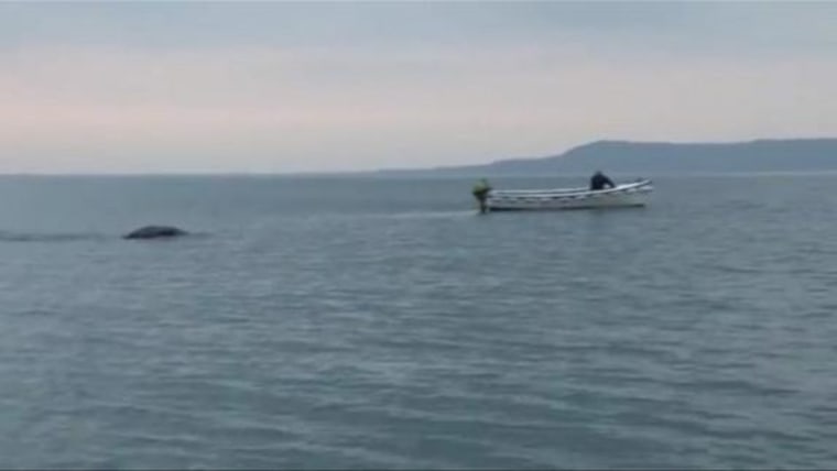 Wind Voorspellen serveerster Move over, Nessie: Underwater 'monster' filmed in Ireland