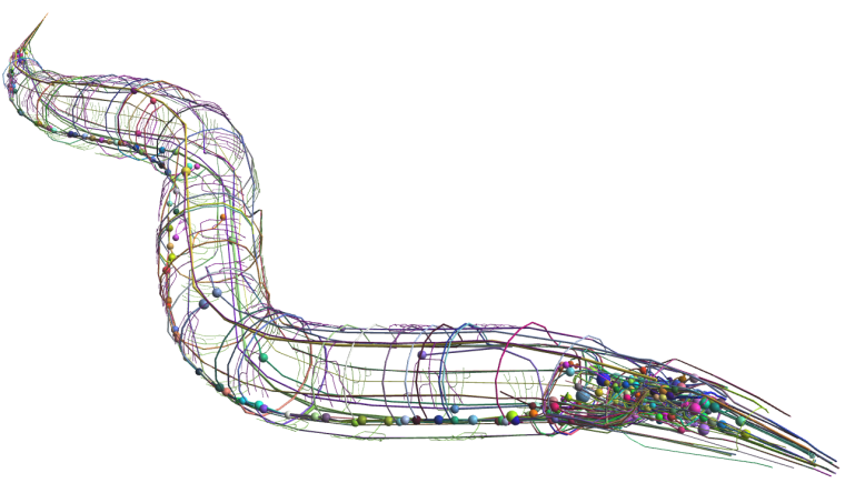 OpenWorm project