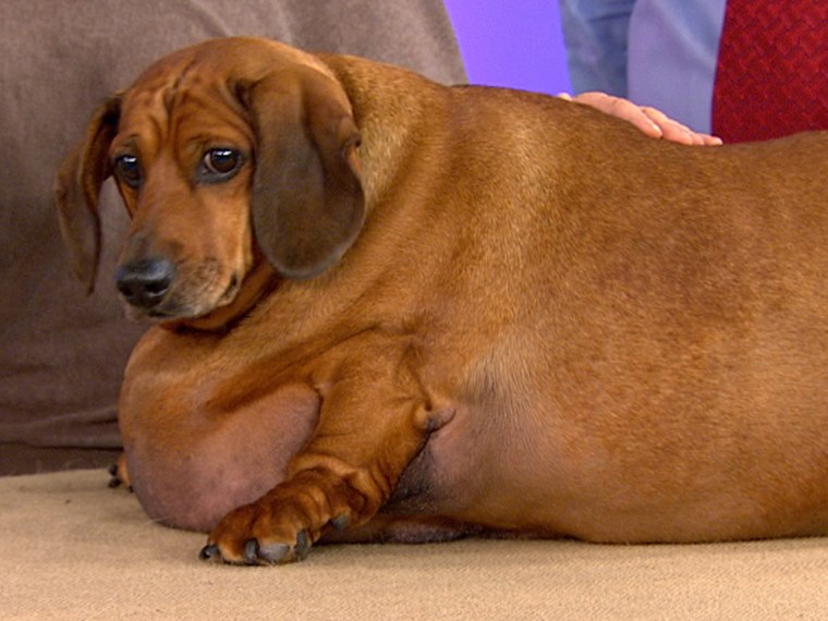 Obie the dachsund, during his obese days.