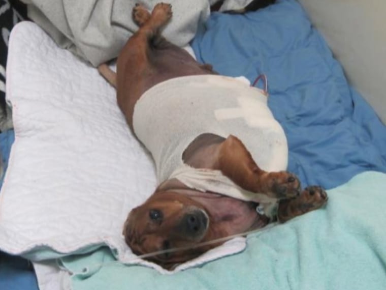 Obie the dachsund had surgery following massive weight loss.