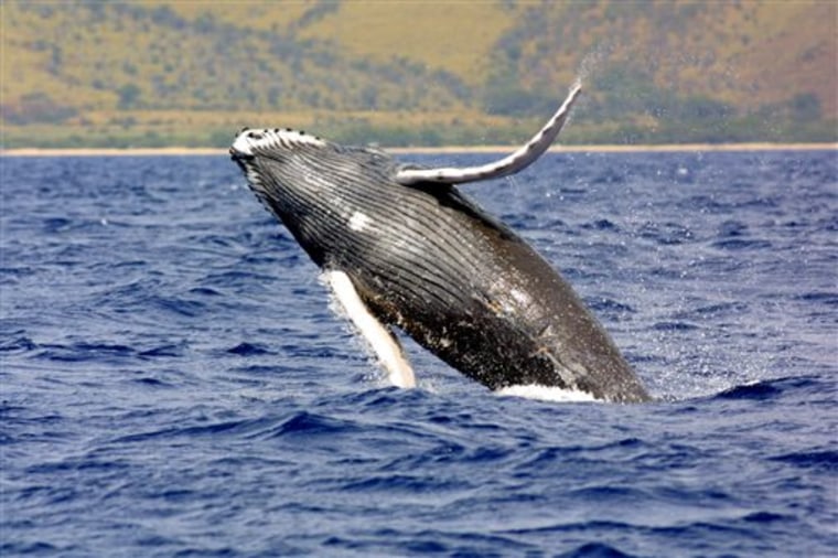 FILE - A humpback whale jumps out of the waters off Hawaii in this undated photo. Hundreds of Hawaii fishermen are asking the federal government to ta...