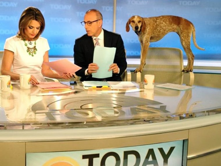 Maddie the coonhound visited the set of TODAY on Monday after having traveled to all 50 states to show off her balancing skills. Here she takes a look over Matt's shoulder as he and Savannah prepare for the broadcast.