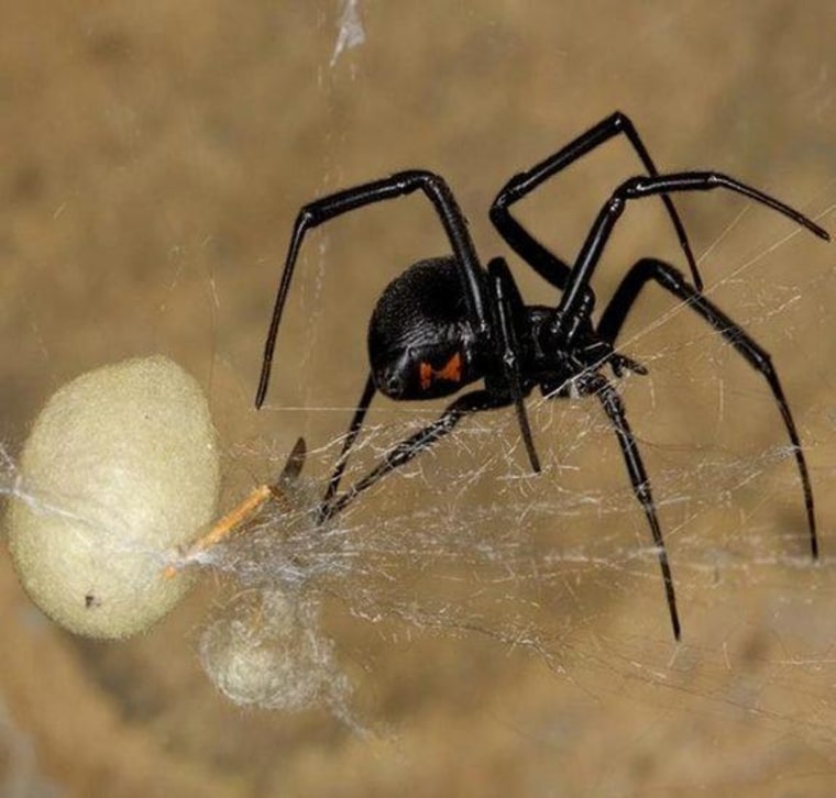 widower spider