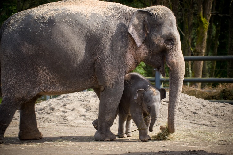 Asian elephant calf Lily with her mother Rose-Tu in the east habitat at the Oregon Zoo. © Oregon Zoo / photo by Michael Durham.