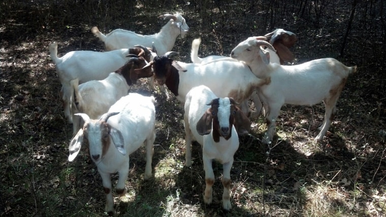 Image: Goats