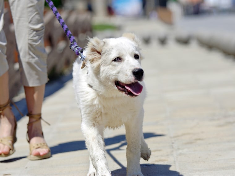 Woman walking a dog