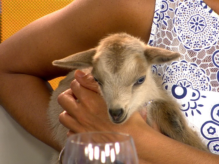 The goat named Hoda.
