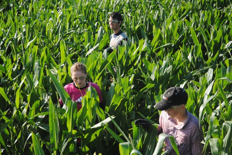 ADVANCE FOR MONDAY AUG. 1 - In this Tuesday, July 26, 2011 photo, children walk the rows of a corn field near Dorchester, Neb., removing tassels along...