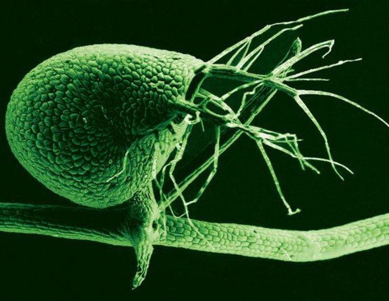 The humped bladderwort plant (shown here in a scanning electron micrograph) is a voracious carnivore, with its tiny bladders leveraging vacuum pressure to suck in bitty prey at great speed.