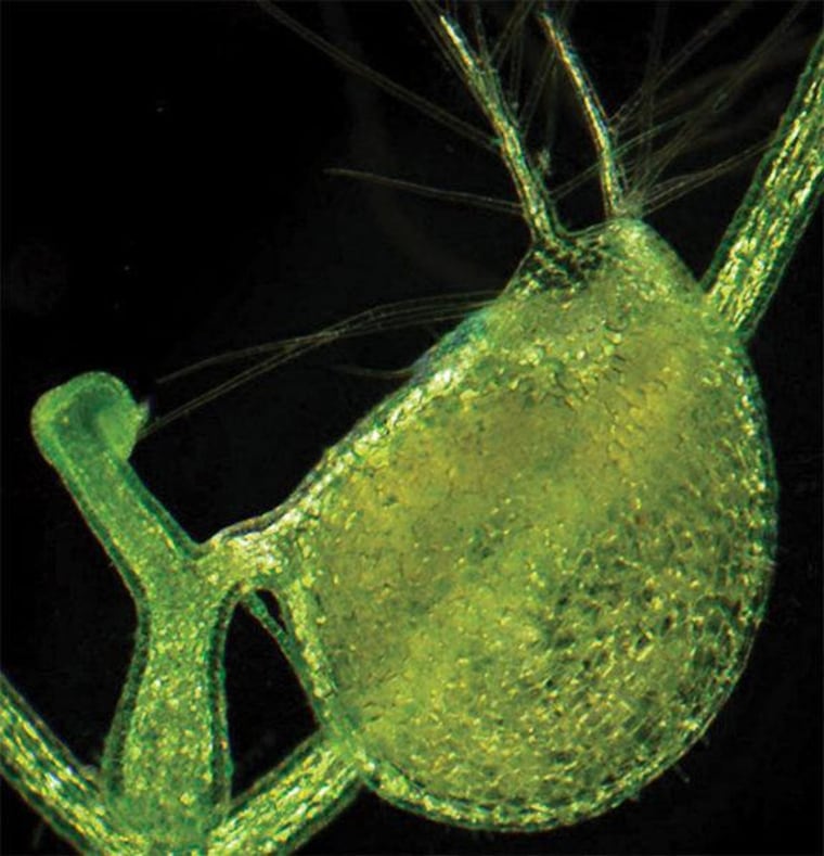 The genome of the carnivorous bladderwort plant (shown here in a light micrograph) is just 3 percent