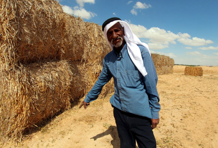Farmers fight back against swarming locusts in Israel
