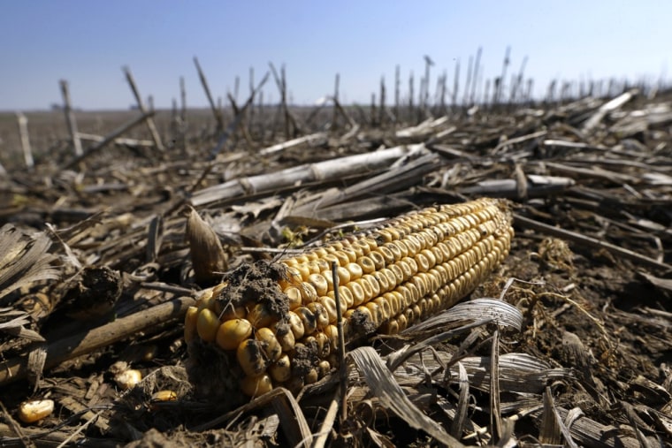 A ear of corn from last year's harvest lies in a wet field on a farm, Tuesday, May 7, 2013, near Carlisle, Iowa. The USDA's weekly crop progress repor...