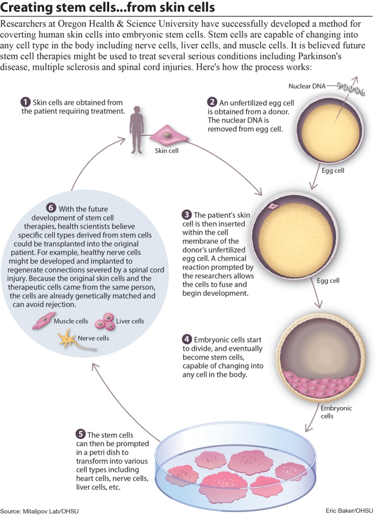 Researchers at Oregon Health & Science University have successfully developed a method for converting human skin cells into embryonic stem cells.