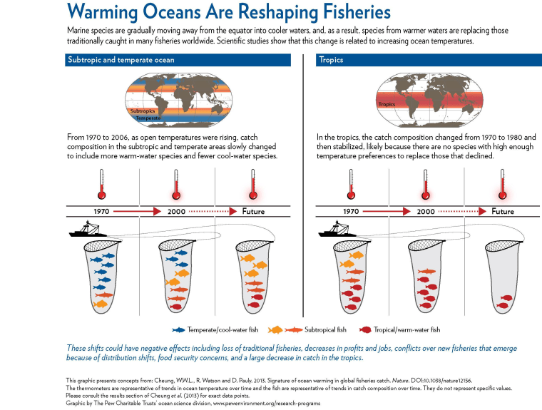 Marine species are gradually moving away from the equator into cooler waters, and as a result, species from warmer waters are replacing those traditionally caught in many fisheries worldwide. Scientific studies show that this change is related to increasing ocean temperatures.