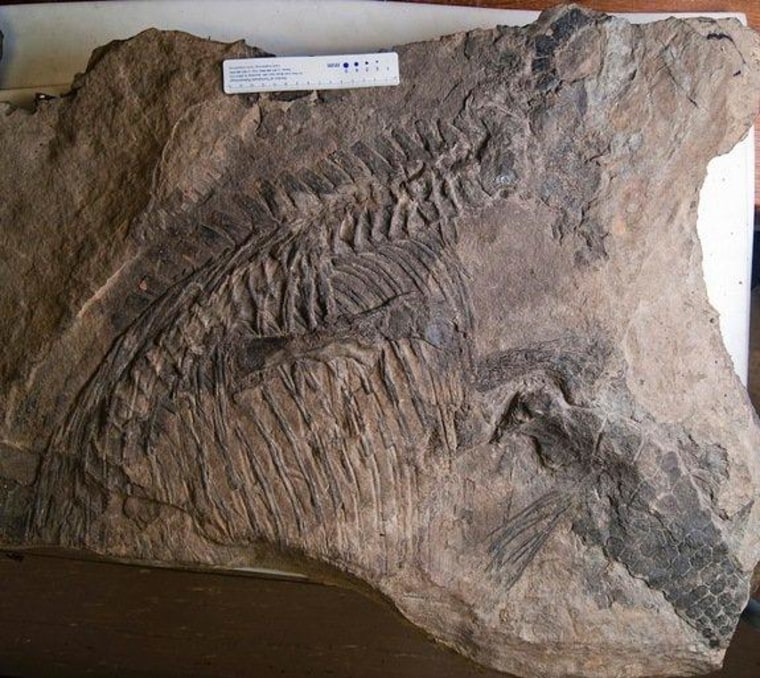 The ichthyosaur Malawania anachronus, fossilized in a slab once used as a stepping stone on an Iraqi mule track.