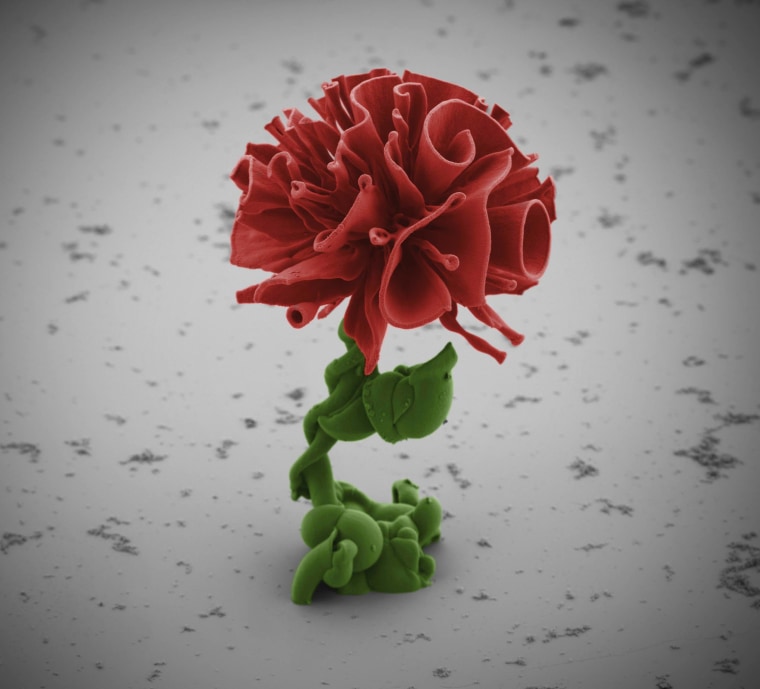 Microscopic crystal 'flowers' build themselves in a Harvard lab