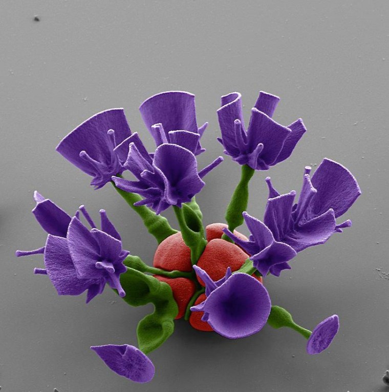 Microscopic crystal 'flowers' build themselves in a Harvard lab