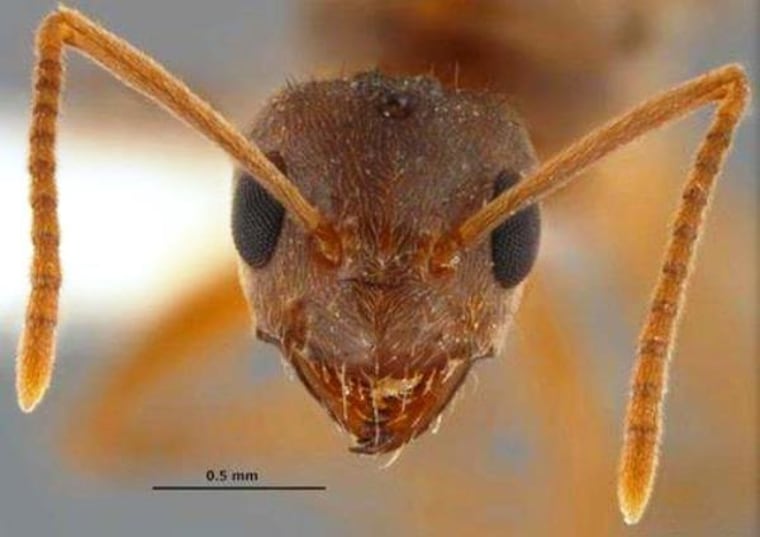 Nasty, Home-wrecking 'crazy' Ants Even Drive Out Fire Ants In Southeast