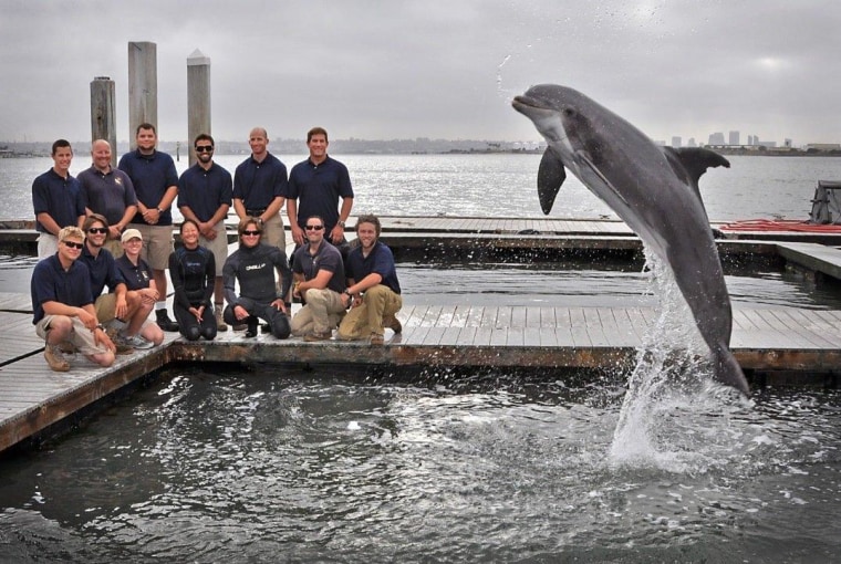 A trained Atlantic bottlenose dolphin leaps out of the water during a photo session with the Space and Naval Warfare Systems Center Pacific Marine Mammal Team in San Diego.