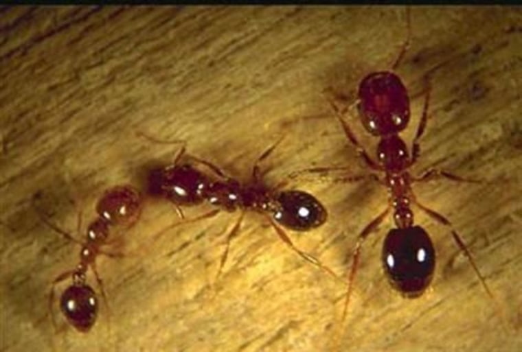 Researchers believe new findings about the curious locomotion of fire ants could give engineers lessons for building automated search-and-rescue robots designed to hunt for human victims trapped underground.