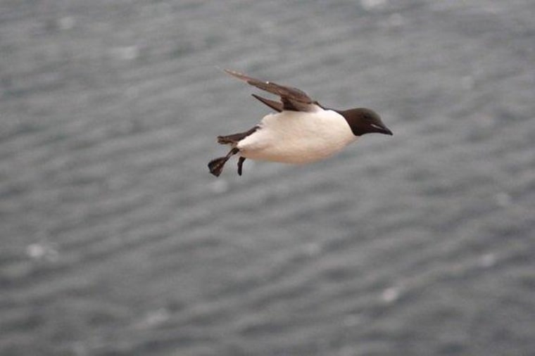Murres, which resemble flying penguins, have the highest wing-loading of any bird, which results in exceptionally high flight costs and could explain why Antarctic penguins have evolved flightlessness.