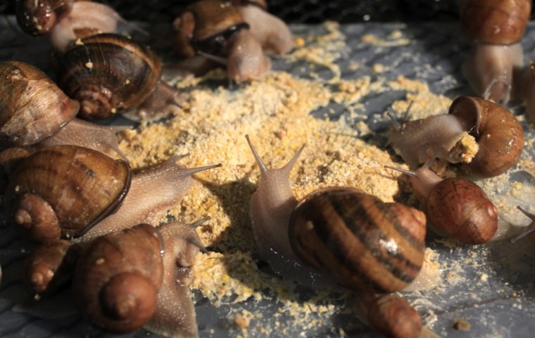 Fast times at snail farm: four tons produced per month