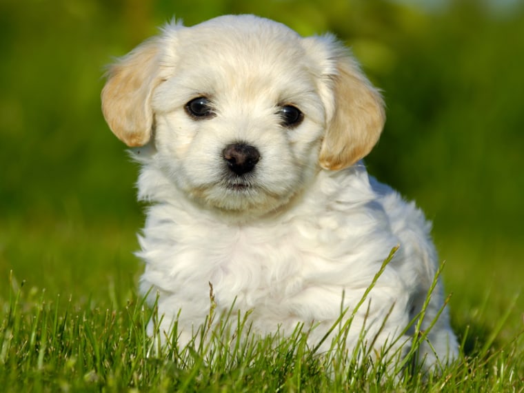 This adorable puppy is loaded with bacteria, but those germs may actually be beneficial.