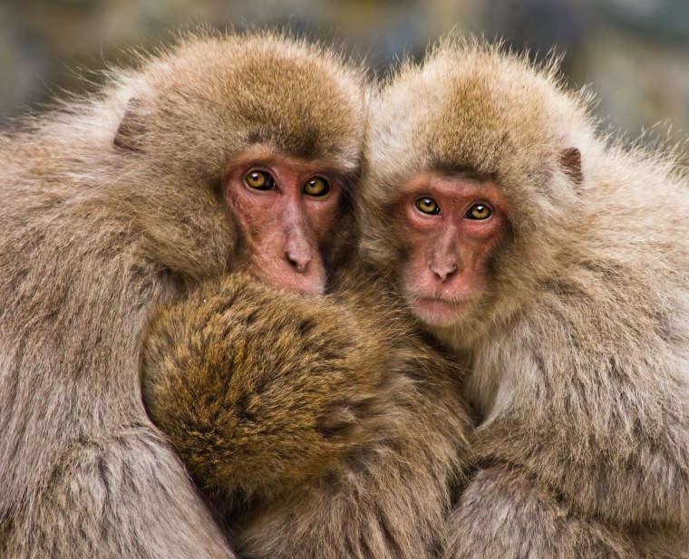 Image: A family of snow monkeys cuddling up together for security and warmth.