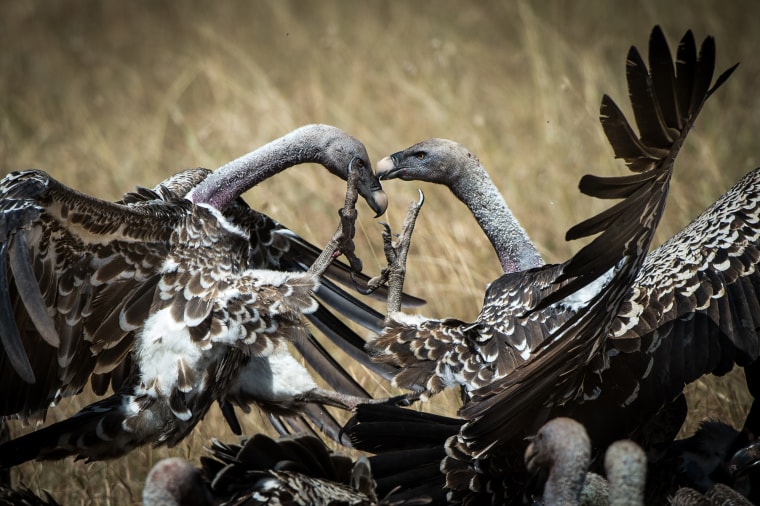 Image: Two vultures in action from Maasai Mara in Kenya while they are fighting