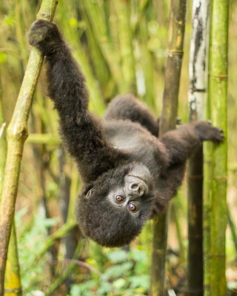 Image: A 2-year-old Mountain Gorilla (Gorilla beringei beringei) of the Sabinyo family plays in the bamboo forest of Volcanoes National Park, Rwanda.