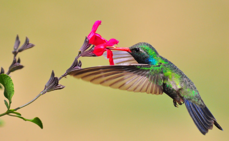 Image: Picture of a hummingbird taken on March 27 with a Nikon D90 + zoom 80-400 mm - 400 mm - ISO 800 - 1/3200 sec - f 7.1.