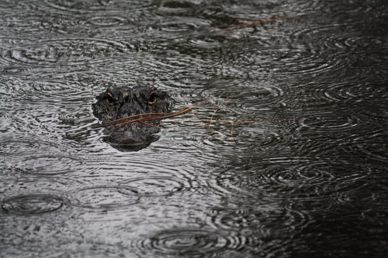 Image: Alligator in a pond in South Carolina