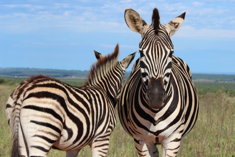 Image: Zebras in the Addo Elephant National Park in South Africa